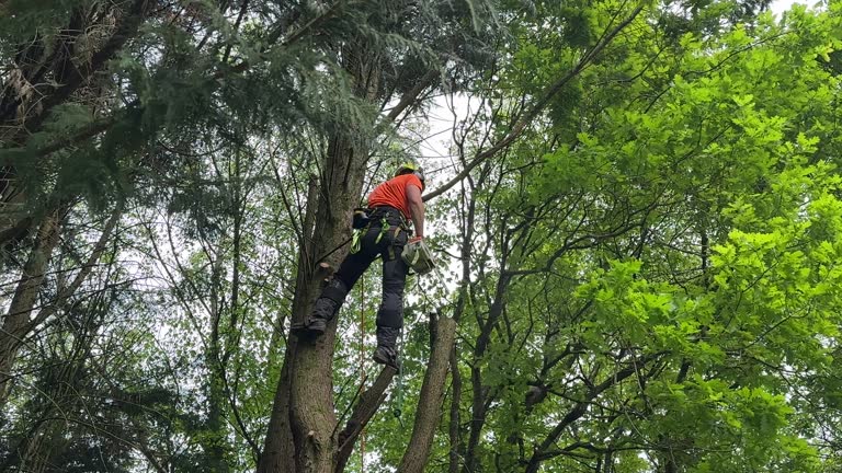 Best Hazardous Tree Removal  in Ester, AK